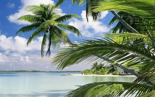 Пляж Пальмы Обои на телефон фон