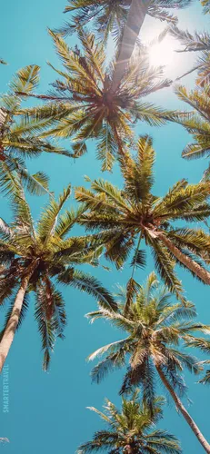 Пляж Пальмы Обои на телефон группа пальм