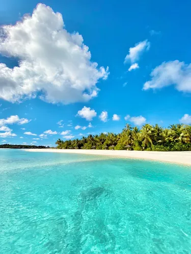 Пляж Пальмы Обои на телефон пляж с деревьями и голубой водой