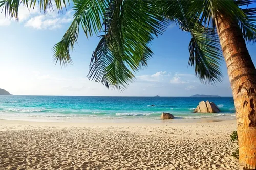 Пляж Пальмы Обои на телефон пляж с пальмой