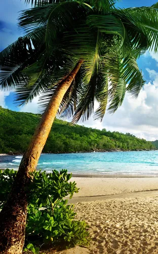 Пляж Пальмы Обои на телефон пальма на пляже