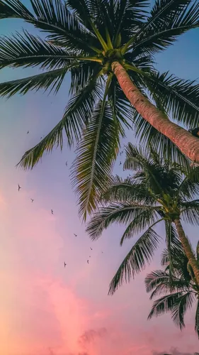 Пляж Пальмы Обои на телефон пальмы и розовое небо