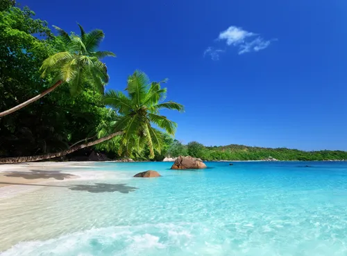 Пляж Пальмы Обои на телефон пляж с деревьями и скалами