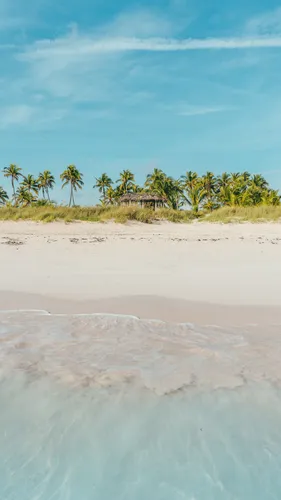 Пляж Пальмы Обои на телефон песчаный пляж с деревьями