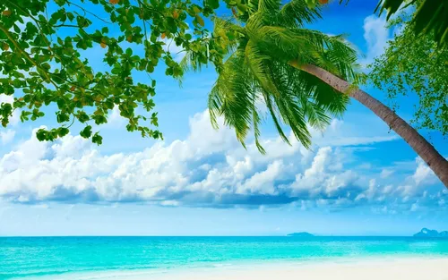 Пляж Пальмы Обои на телефон дерево на пляже