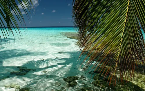 Пляж Пальмы Обои на телефон для iPhone