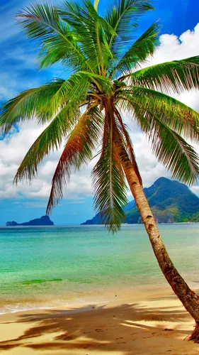Пляж Пальмы Обои на телефон рисунок