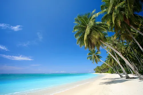 Пляж Пальмы Обои на телефон фотография