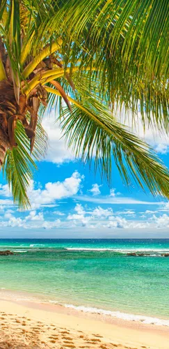 Пляж Пальмы Обои на телефон  скачать фото