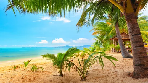 Пляж Пальмы Обои на телефон для Windows