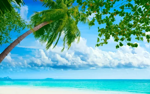 Пляж Пальмы Обои на телефон ветка дерева на пляже