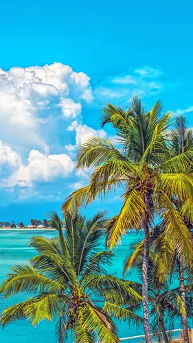 Пляж Пальмы Обои на телефон пальмы на пляже