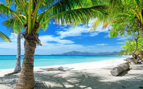 Пляж Пальмы Обои на телефон пляж с пальмами и водоемом