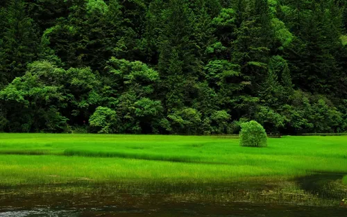 Природа Зелень Обои на телефон травянистое поле с деревьями на заднем плане