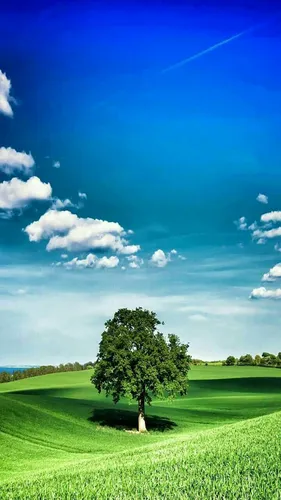 Природа Зелень Обои на телефон дерево в поле