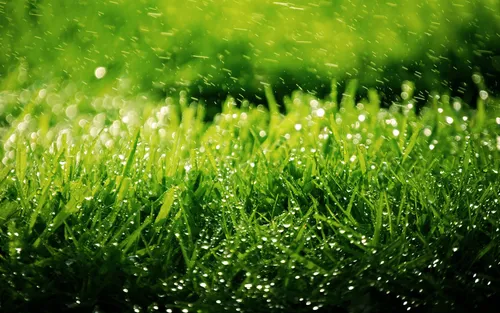 Природа Зелень Обои на телефон трава крупным планом
