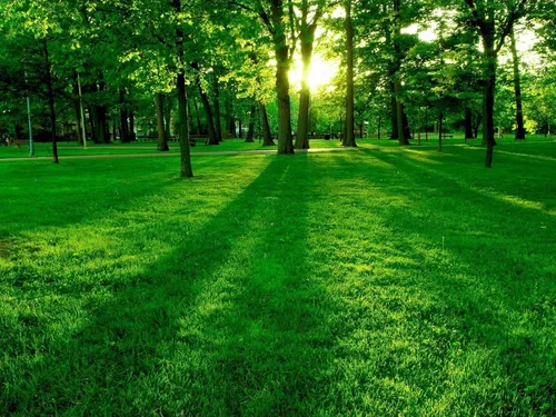 Природа Зелень Обои на телефон травянистая зона с деревьями сзади