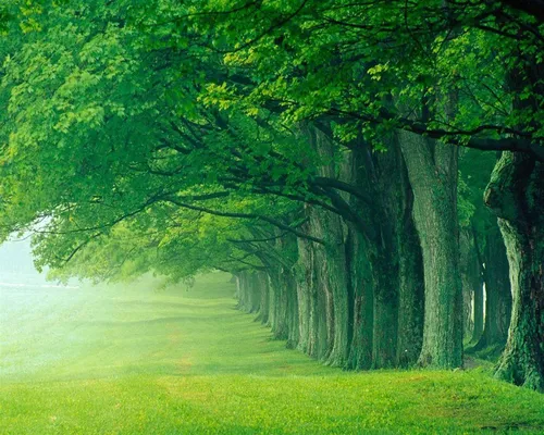 Природа Зелень Обои на телефон тропинка с деревьями по обе стороны