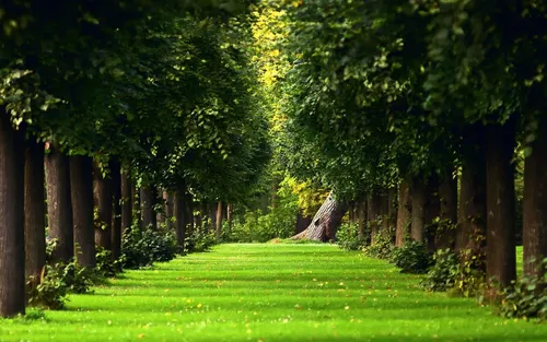 Природа Зелень Обои на телефон травянистая местность с деревьями вокруг