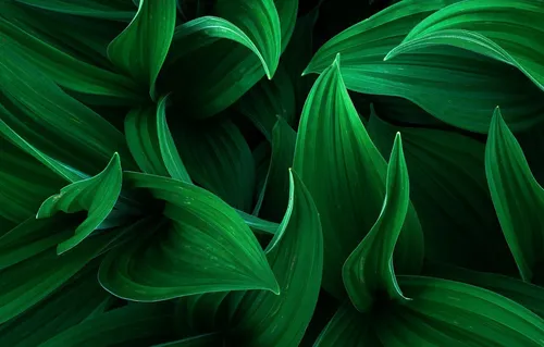 Природа Зелень Обои на телефон крупный план растения