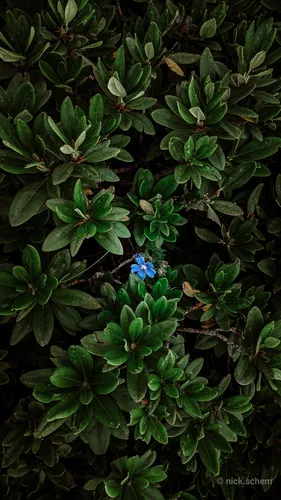 Природа Зелень Обои на телефон синий цветок на кусте