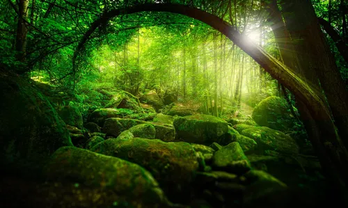 Природа Зелень Обои на телефон лес с покрытыми мхом скалами