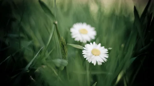 Природа Зелень Обои на телефон пара белых цветов