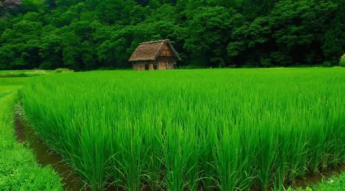 Природа Зелень Обои на телефон дом в травяном поле
