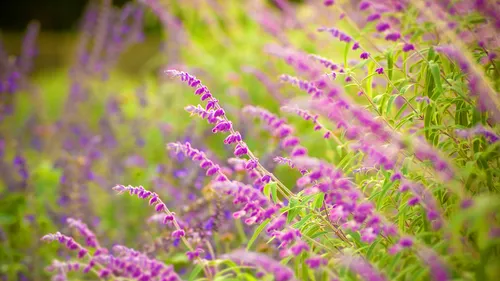 Природа Зелень Обои на телефон крупный план фиолетовых цветов