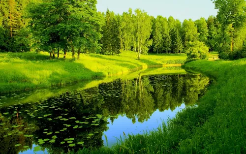 Природа Зелень Обои на телефон пруд, окруженный травой и деревьями