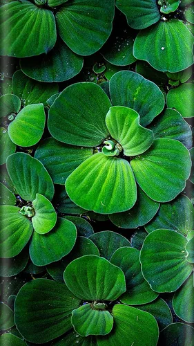 Природа Зелень Обои на телефон картинки
