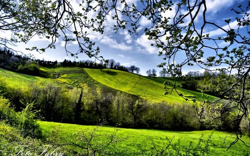 Природа Зелень Обои на телефон зеленое поле с деревьями