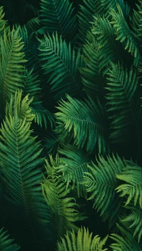 Природа Зелень Обои на телефон крупный план некоторых листьев
