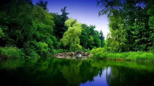 Природа Зелень Обои на телефон водоем, окруженный деревьями