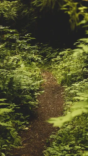 Природа Зелень Обои на телефон грунтовая тропа через лес