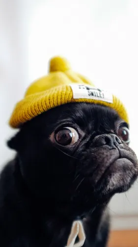 С Мопсами Обои на телефон собака в желтой шляпе