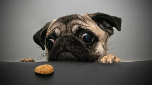 С Мопсами Обои на телефон собака смотрит на печенье
