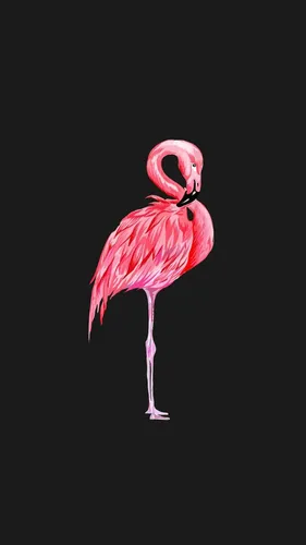 С Фламинго Обои на телефон розовый фламинго с длинной шеей
