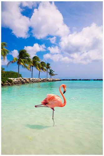 С Фламинго Обои на телефон фламинго гуляет по пляжу