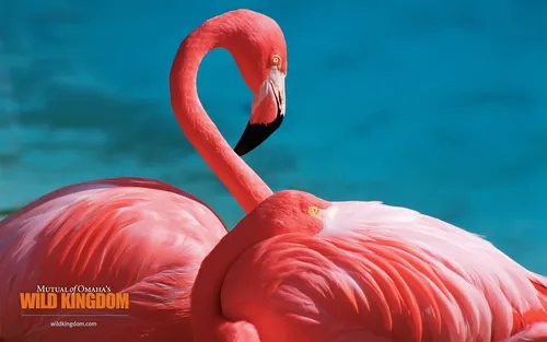 С Фламинго Обои на телефон розовый фламинго с желтым клювом