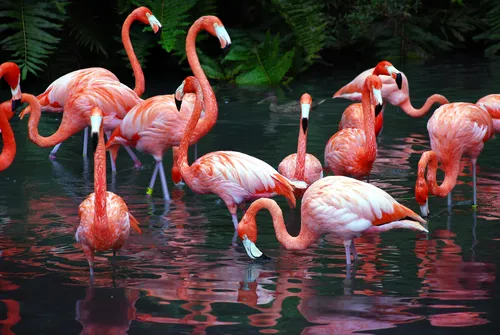 С Фламинго Обои на телефон группа фламинго в воде