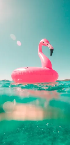 С Фламинго Обои на телефон розовый фламинго плавает в воде