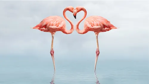 С Фламинго Обои на телефон два фламинго в воде