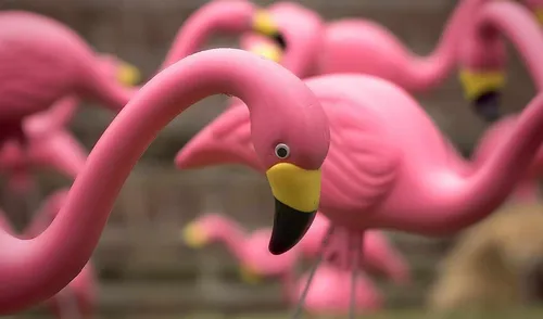 С Фламинго Обои на телефон розовая птица крупным планом