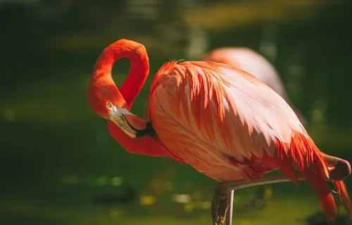 С Фламинго Обои на телефон красная птица с длинным хвостом