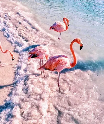 С Фламинго Обои на телефон фламинго, стоящие в воде