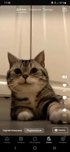 Уже А Ты Еще Жива Обои на телефон скриншот кота