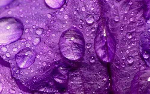 Фиолетовый Обои на телефон крупный план фиолетового листа
