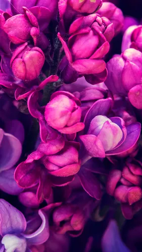 Фиолетовый Обои на телефон крупный план некоторых цветов
