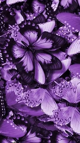 Фиолетовый Обои на телефон крупный план фиолетовых цветов